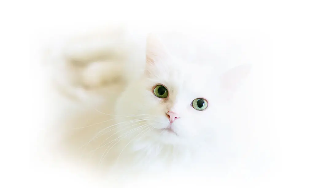 Cute Soft White Cat Looking into Camera