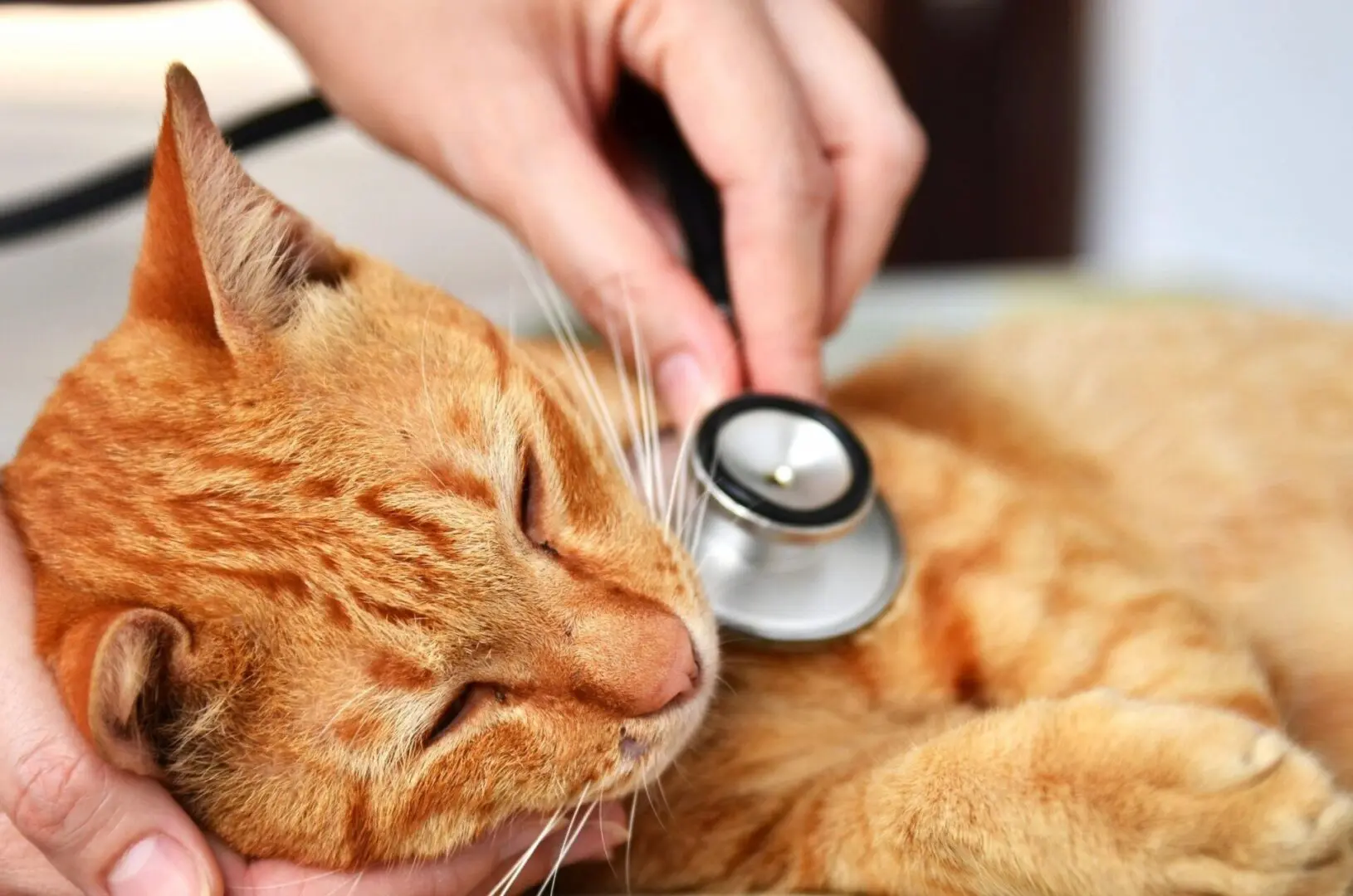 Emergency Veterinary Care - Nonantum Veterinary Clinic