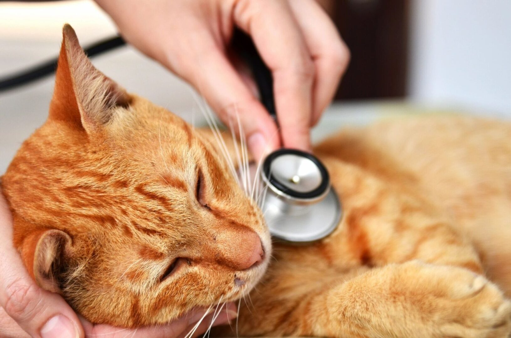 Veterinarian examining a kitten