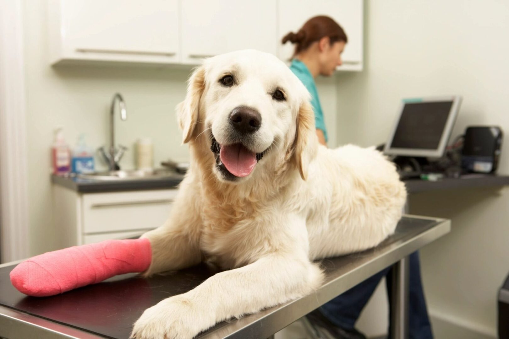 Dog on exam table wth pink tape on paw at veterinary office