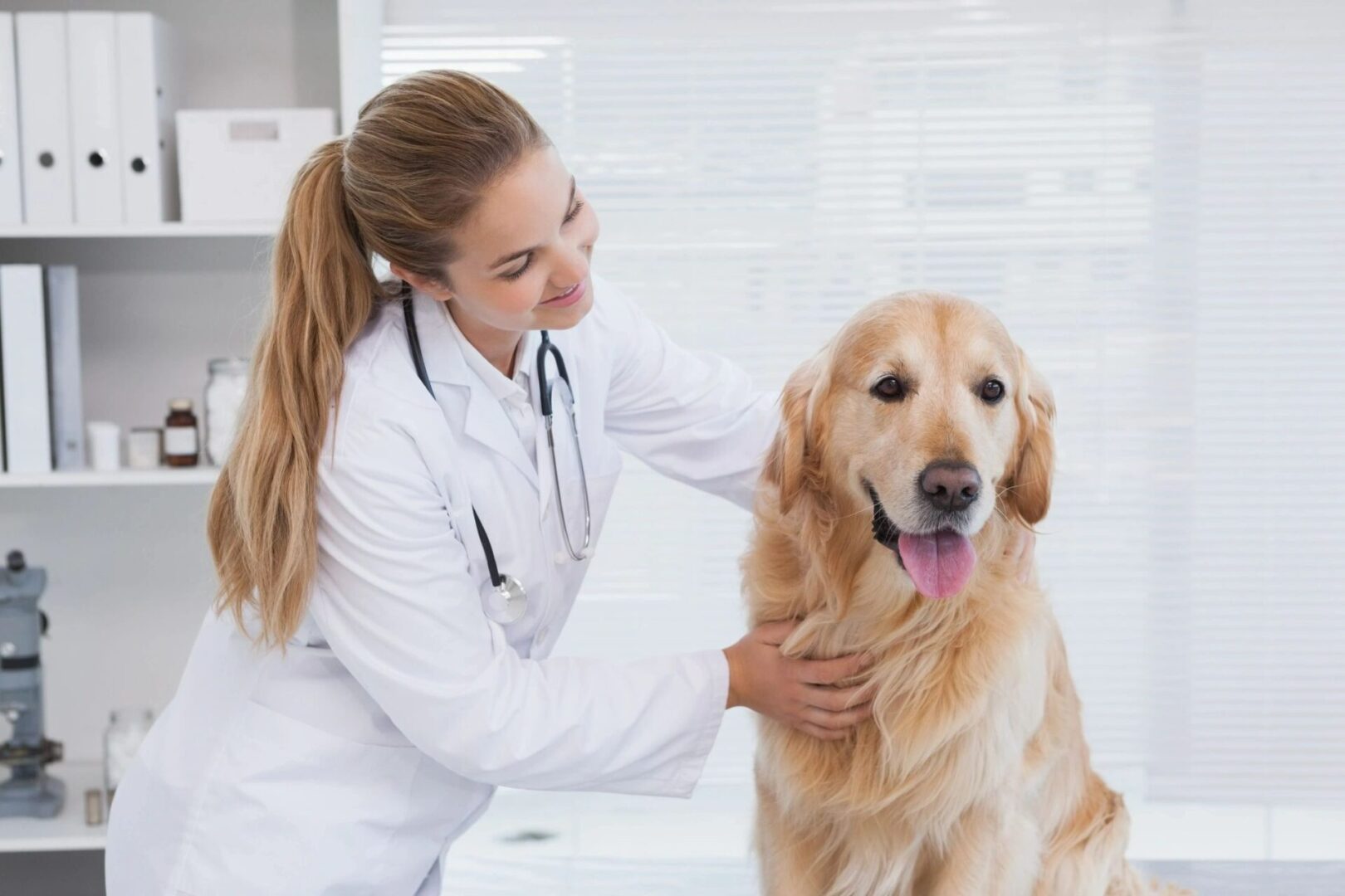 Happy vet giving dog a check up