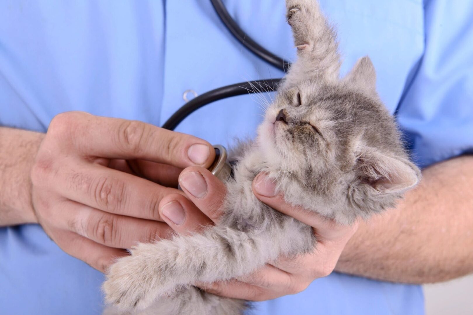 Veterinarian inspection kitten
