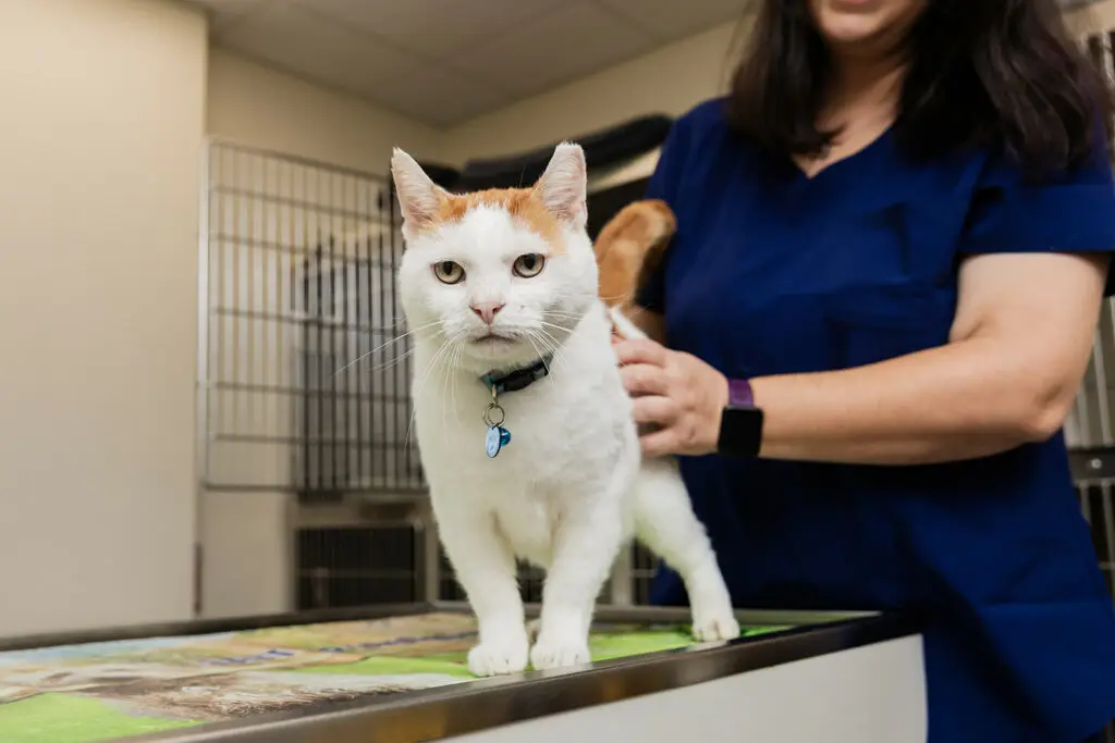 Orange and white cat having a wellness exam at Nonantum Vet Clinic.