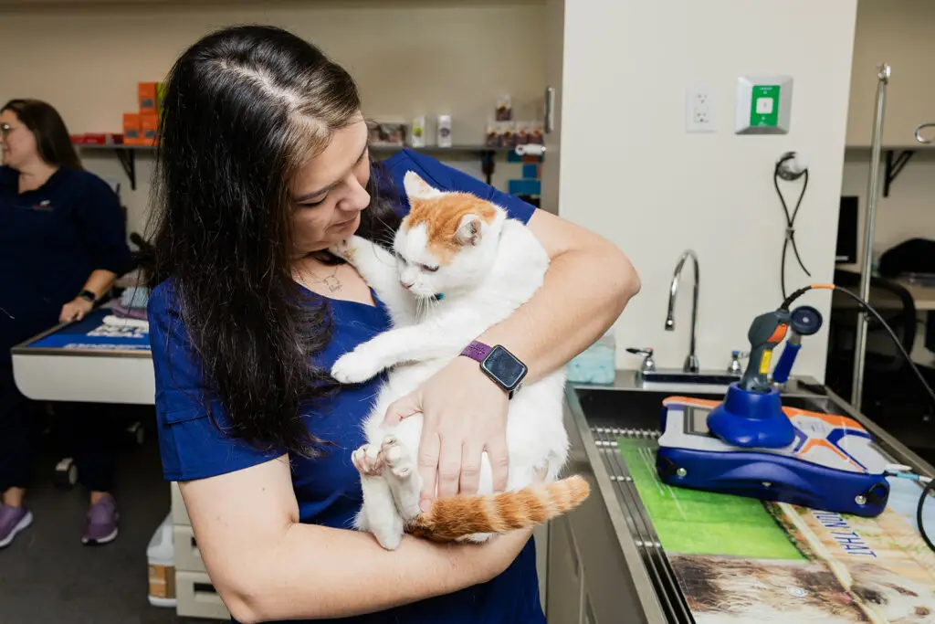 Nonantum Vet Clinic staff holding a cat in its care