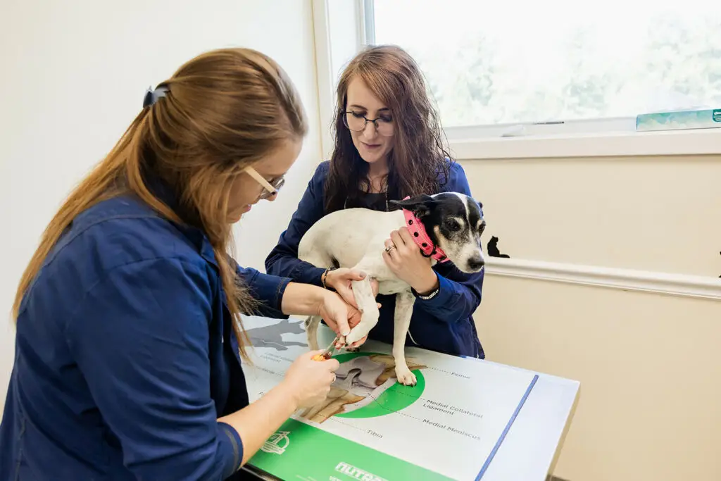 small dog has its nails trimmed during an exam at Nonantum Veterinary Clinic.